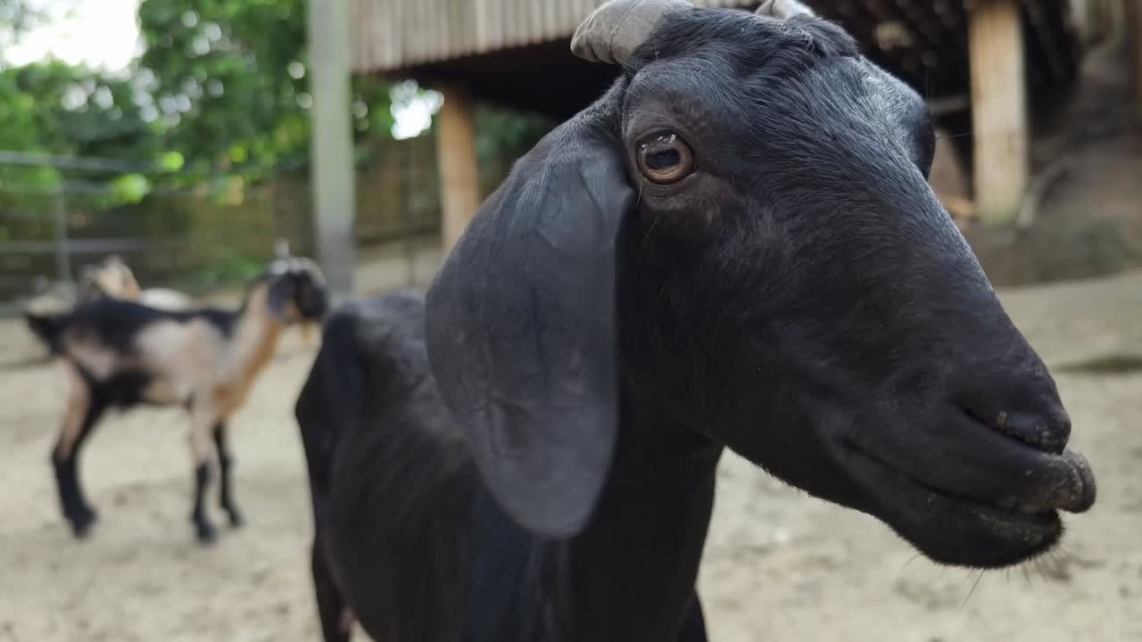 Capre nere in uno zoo