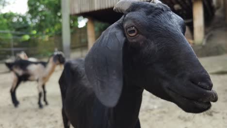 black goats in a zoo