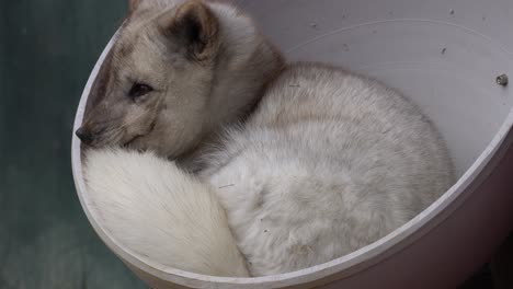 Sleepy-beautiful-white-Arctic-Fox-relaxing-in-a-bole-opens-eye-and-close-eyes--close-up