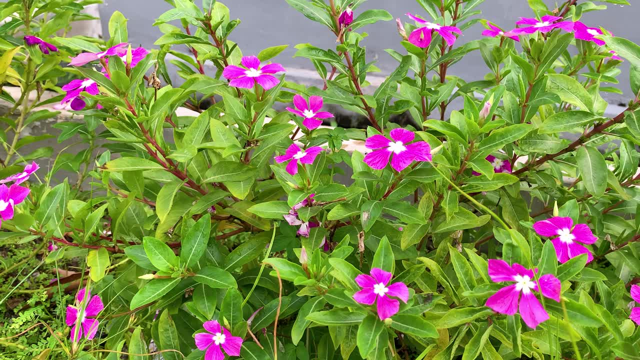 flores rojas en el patio 4k