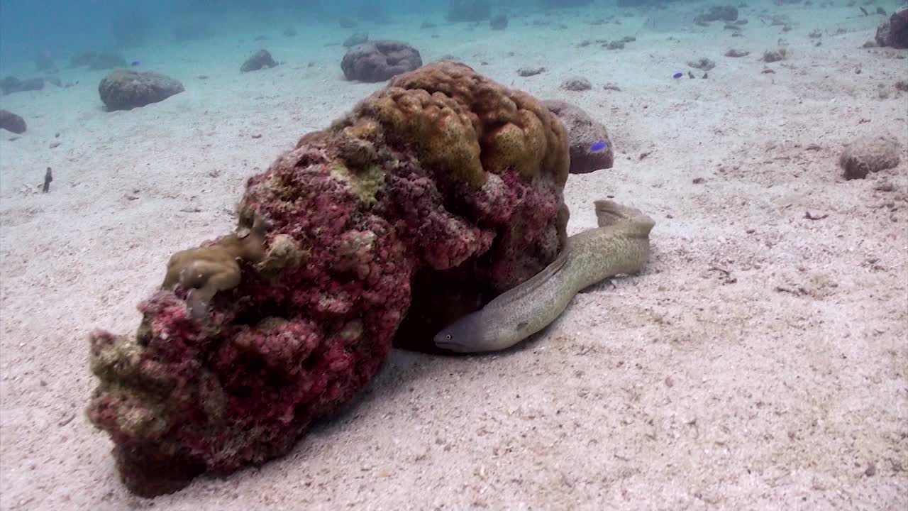 anguila muray nadar a cámara lenta
