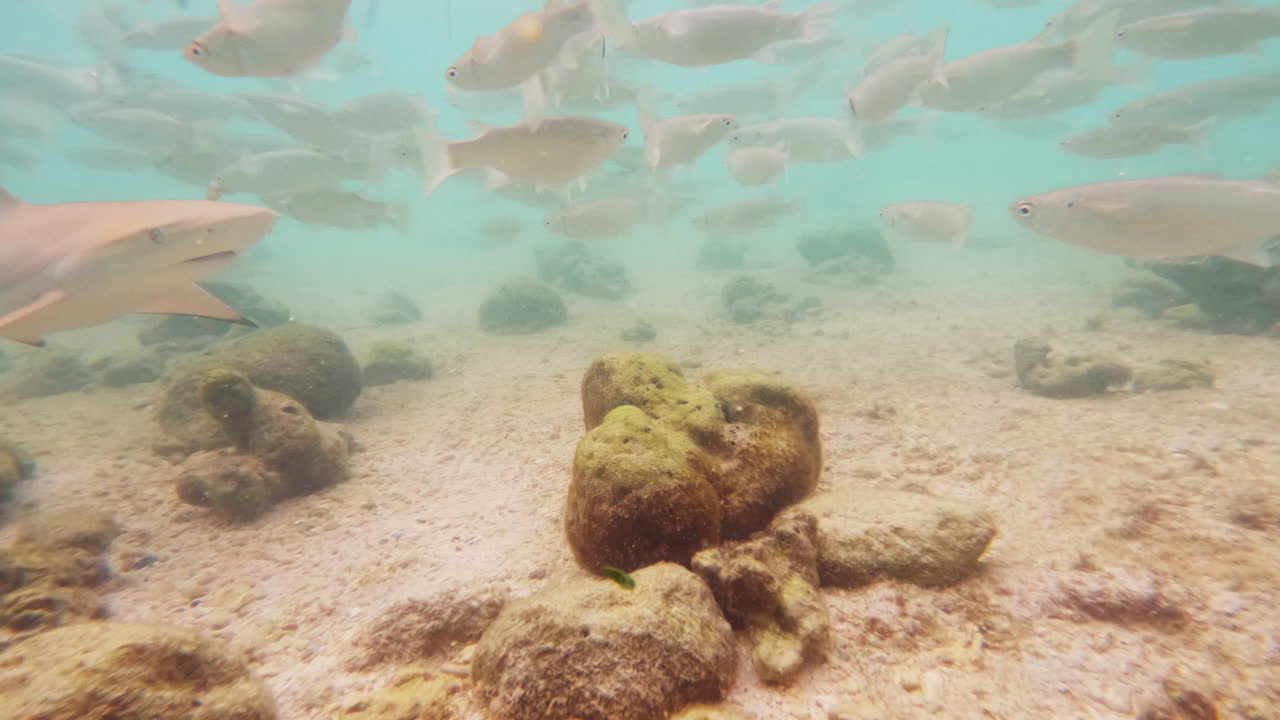 un gran banco de peces mullet flota en el agua azul entre el fondo arenoso y la superficie experiencia de buceo bajo el agua 4k metraje en cámara lenta