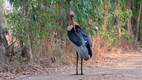 Un-Gran-Pájaro-De-La-Familia-De-Las-Cigüeñas-Común-En-El-Sur-De-Asia-Y-Ahora-En-Peligro-De-Extinción-Debido-A-La-Pérdida-De-Hábitat