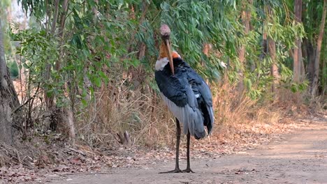 un gran pájaro de la familia de las cigüeñas común en el sur de asia y ahora en peligro de extinción debido a la pérdida de hábitat