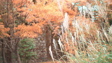 Hermosas-Hojas-Naranjas-Que-Soplan-En-La-Temporada-De-Otoño-En-Kyoto,-Japón-Iluminación-Suave-En-Cámara-Lenta