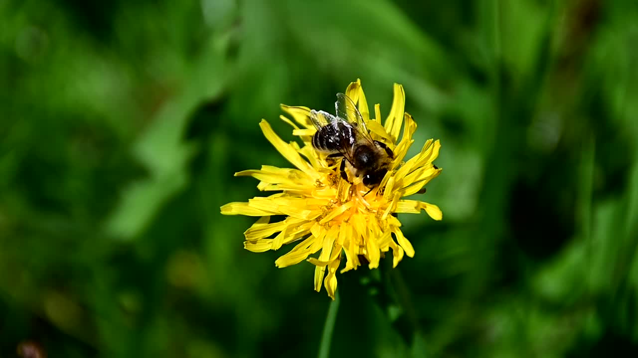 imágenes de una abeja recogiendo polen de una flor amarilla