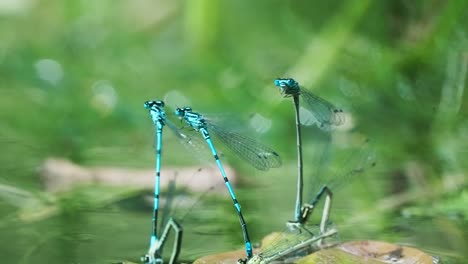 damselfly in tandem, stay connected while female lay their eggs in the water