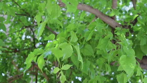 aegle marmelos or bael leaf at tree from different angle at day