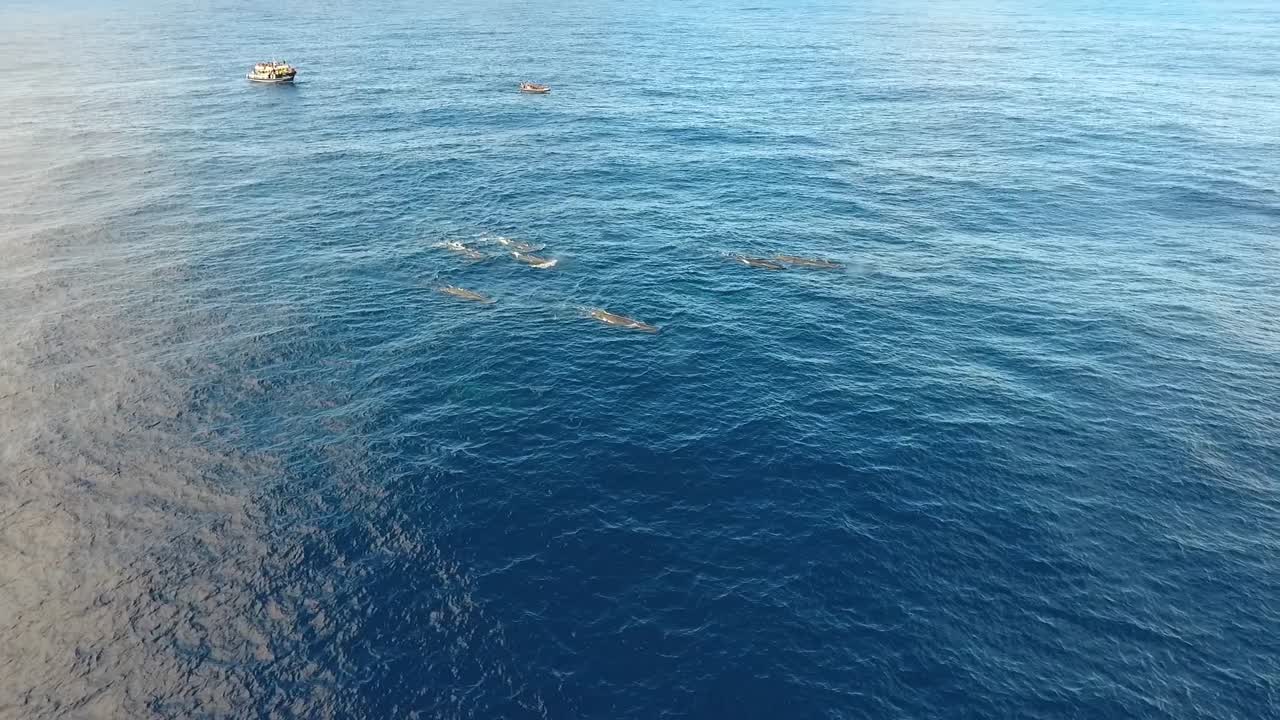 바다에서 평화롭게 헤엄치는 12마리의 향유고래 무리