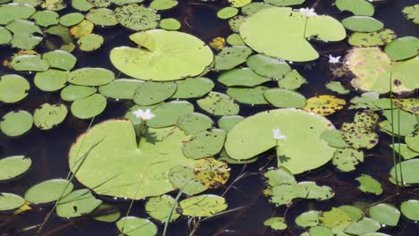 time-lapse of water lilies floating on a pond