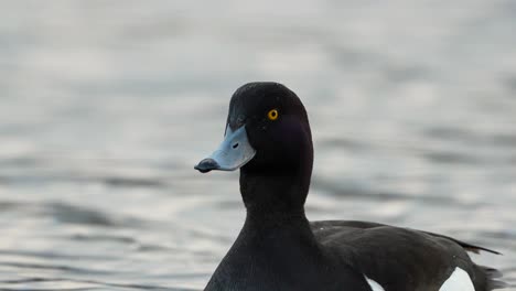 high detail 4k footage of tufted duck male on lake