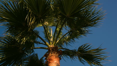 palm tree on a windy day