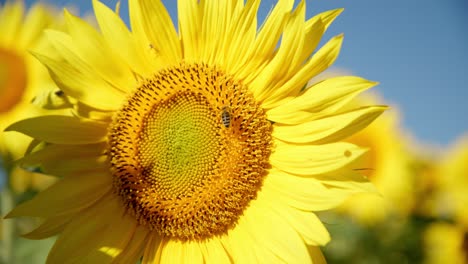 sunflower head with bee collecting nectar on a bright sunny morning