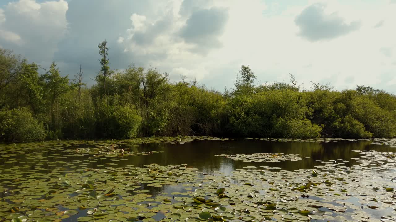 красивое озеро с множеством цветов лотоса