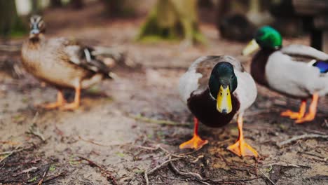 Primer-Plano-De-Patos-Reales-De-Pie-En-El-Suelo