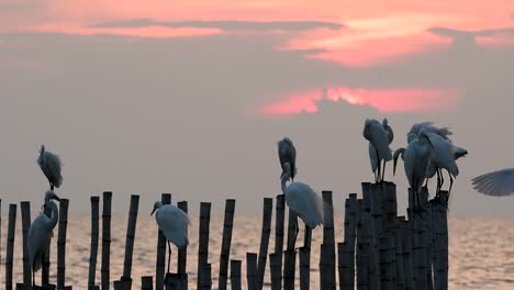 The-Great-Egret,-also-known-as-the-Common-Egret-or-the-Large-Egret