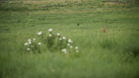 rack focus from flower to male deer cervidae with 3x3 antlers in rmanwr