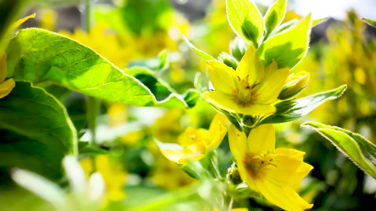 Bright Yellow Loosestrife flowers with green leaves swaying gently in a summer garden setting
