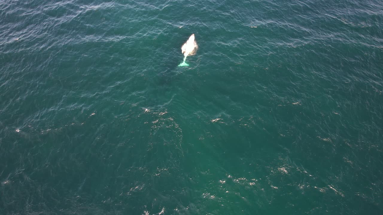 Humpback Whale Swimming In Turquoise Ocean In Gold Coast, QLD, Australia - Drone Shot