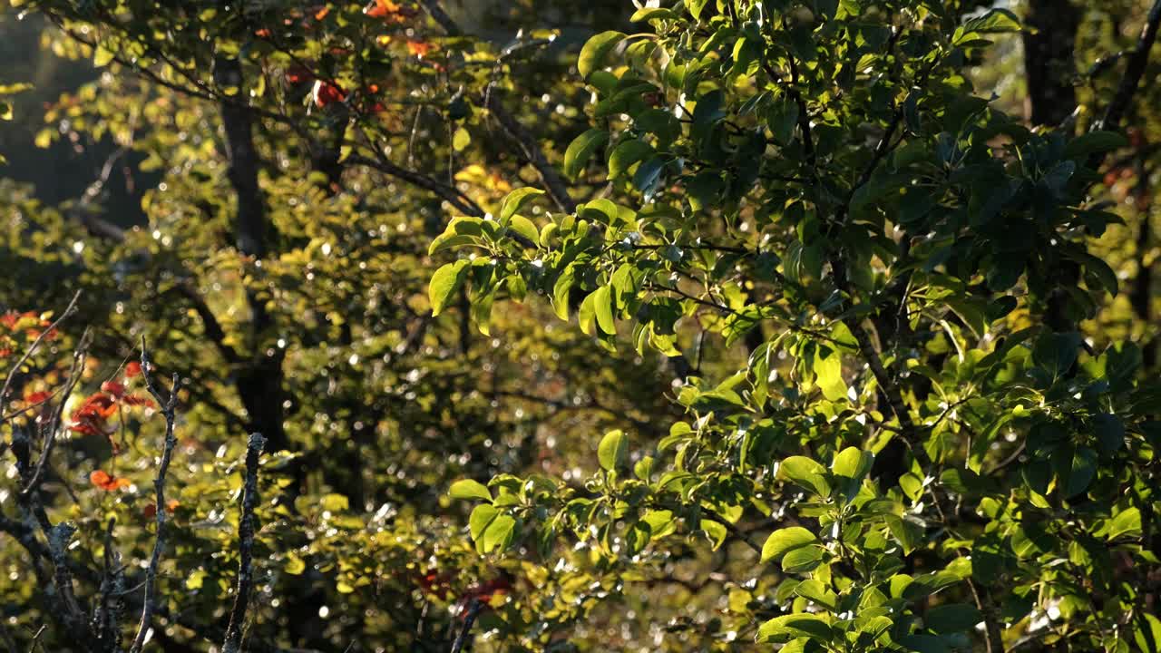 슬로베니아에서 일출 동안 나무는 황금빛으로 빛나는 나뭇잎