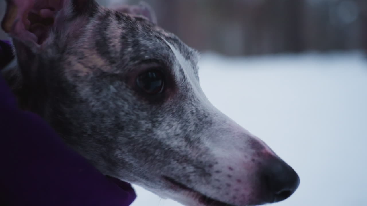 Closeup of greyhound dog wearing purple coat outdoors in winter snow, face slightly turned with open mouth showing teeth, playful mood and excitement captured in frosty setting with leash barely visible