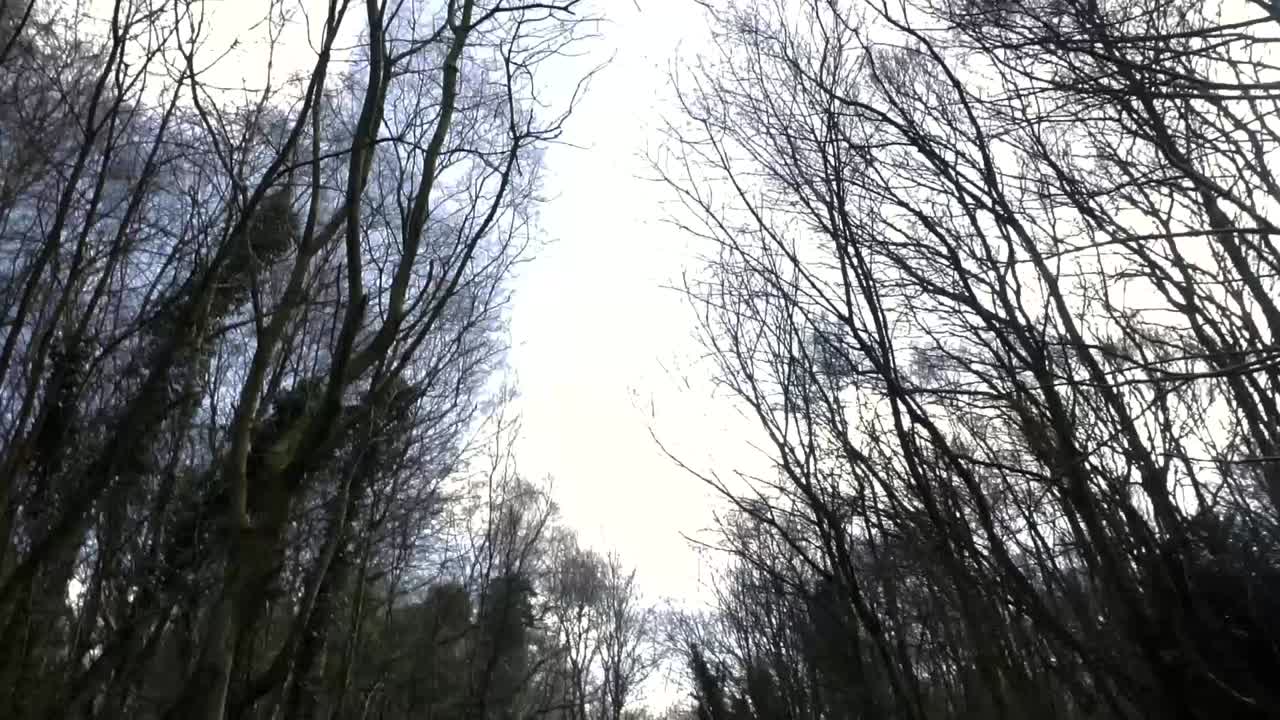 Kävelyä polkua pitkin, puurivi ohittaa yläpuolelta.