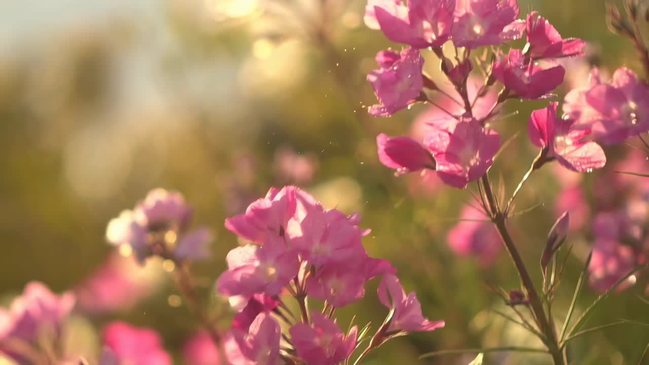 Video ravvicinato di fiori rosa illuminati da una luce solare tenue, che cattura una bellezza naturale e serena, Live desktop