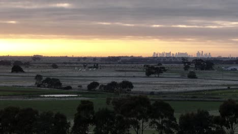 birds flying through frame city in background