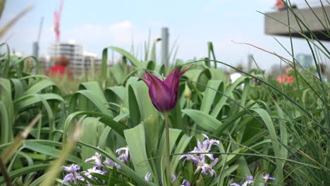 tulipán morado en un día soleado de primavera con un telón de fondo de la ciudad de londres