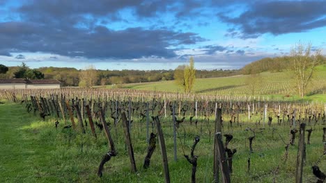 Panning-across-small-vineyards-in-the-sunshine-with-striking-blue-sky-above