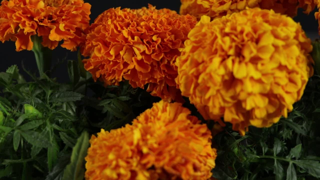 flores de cempasuchitl para el dia de muertos en mexico