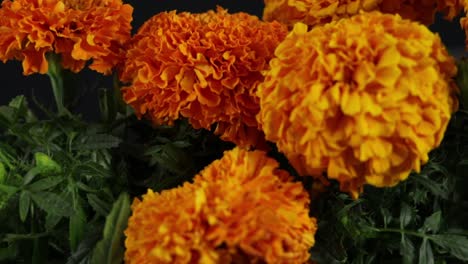 cempasuchitl flowers for the day of the dead in mexico