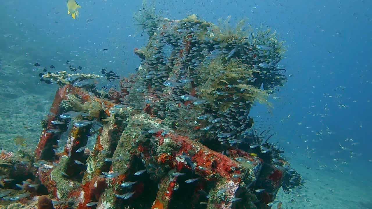 vida marina y crecimiento de coral en un arrecife artificial
