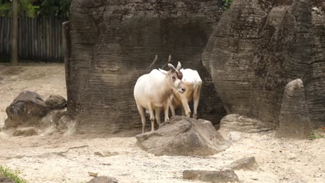 vida silvestre animal antílope addax, habitante nativo del desierto del sáhara