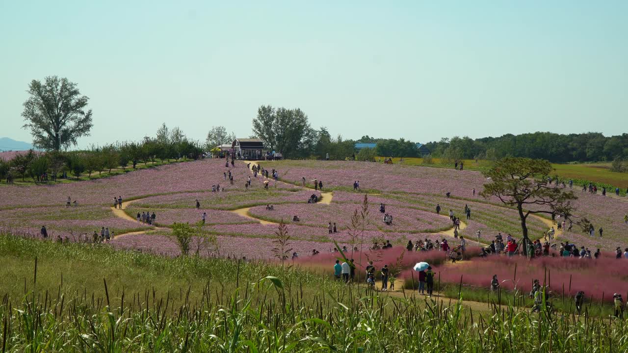 한국 안성 농지에서 많은 유명한 한국 드라마에 등장하는 코스모스 꽃밭과 뮬리 잔디 언덕을 걷는 사람들