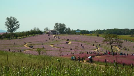 gente caminando por el campo de flores del cosmos y la colina de hierba muhly que aparece en muchos dramas coreanos famosos en las tierras de cultivo de anseong, corea del sur