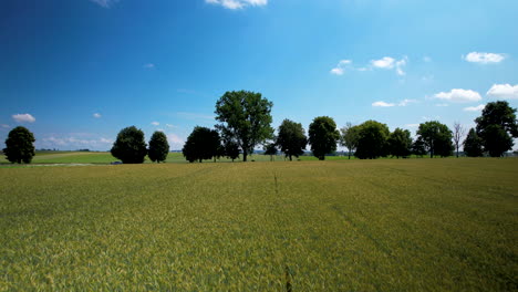 Aerial-flying-over-the-wheat-green-field---slow-push-in