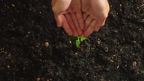 close up of farmer's hands watering a tree sprout after planting it with black dirt mud in the garden