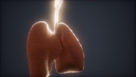 animación en 3d de los pulmones humanos