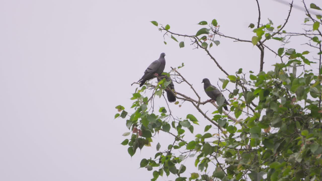 dos palomas sentadas en un árbol en un día lluvioso de amplia vista
