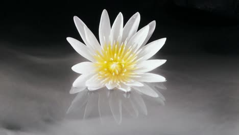 white lily reflection in mirror water with mystic swirling fog, dark background