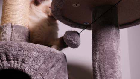gato ragdoll juguetón blanco golpeando bola esponjosa en cattree