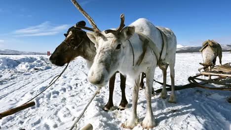 three beautiful reindeer pulled by a sleigh are waiting for their owners against the backdrop of the blue sky and winter field