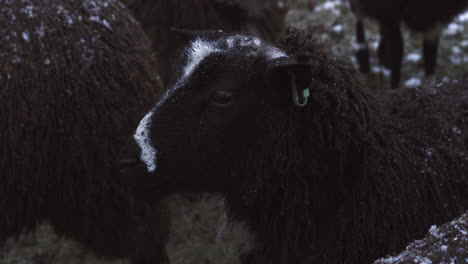 close up head shot heard black sheep standing in snowy meadow dutch winter time