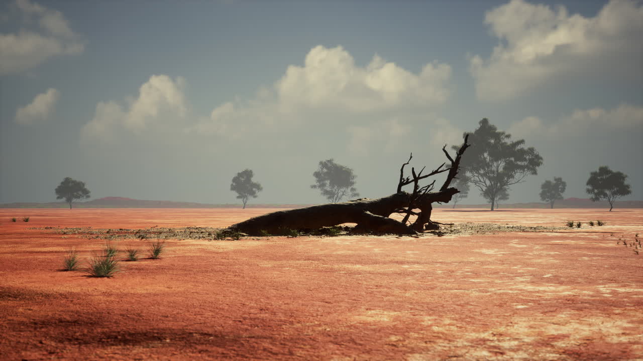 은 사막 풍경 에 있는 죽은 나무