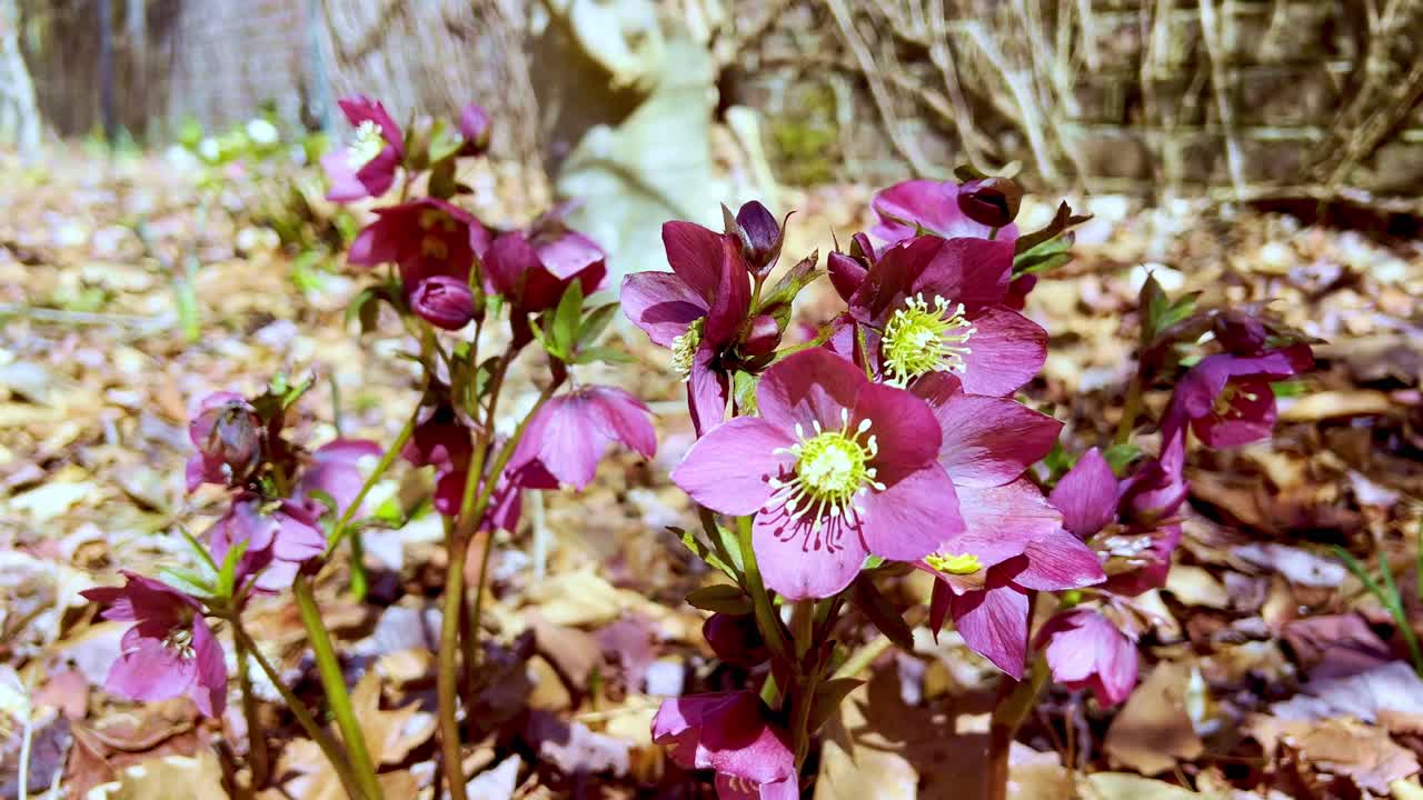 바람이 불어오는 lenten rose 부네 인근 야드 nc, 노스 캐롤라이나, 크리스마스 로즈, lenten 로즈
