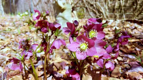 WInd-blows-Lenten-Rose-in-yard-near-boone-nc,-north-carolina,-christmas-rose,-lenten-rose