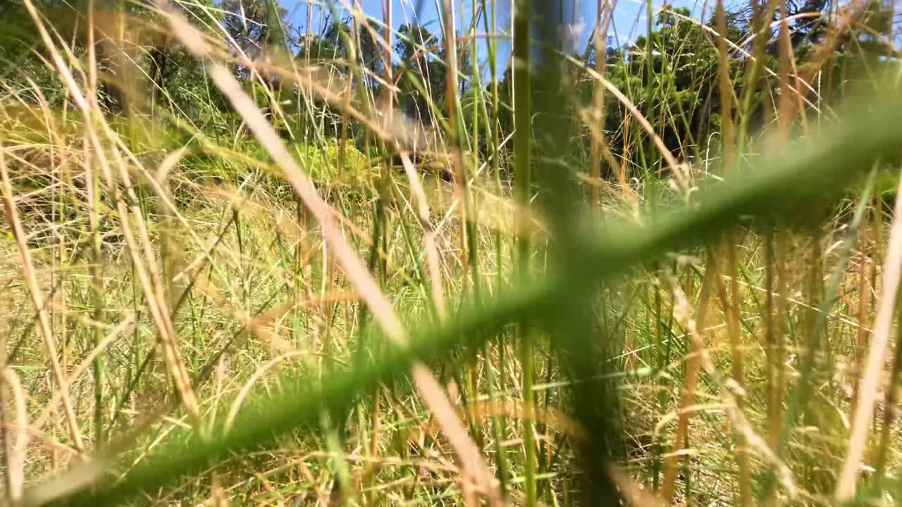 자연 속 의 높은 풀 을 걸어다니는 것