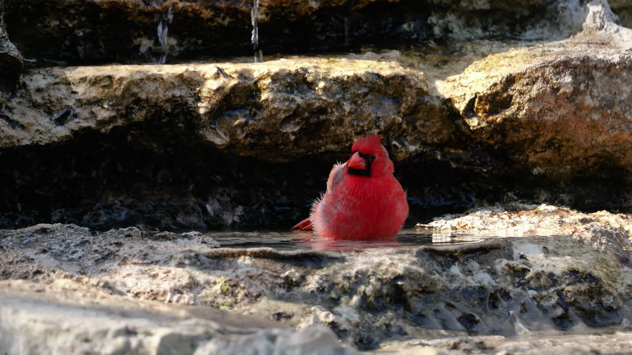 Northern Cardinal taking a bath in a stream - Cardinalis cardinalis