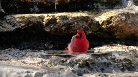 northern cardinal taking a bath in a stream - cardinalis cardinalis